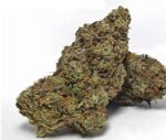 Tropicanna Banana Weed UK