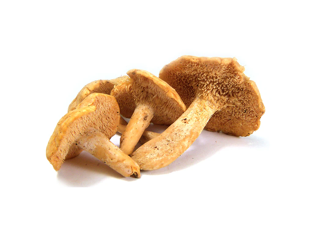 HEDGEHOG DRIED MUSHROOM UK 1 HEDGEHOG DRIED MUSHROOM UK